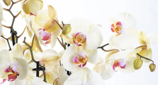 Tokat’ta Sevgiliye Çiçek Gönderme